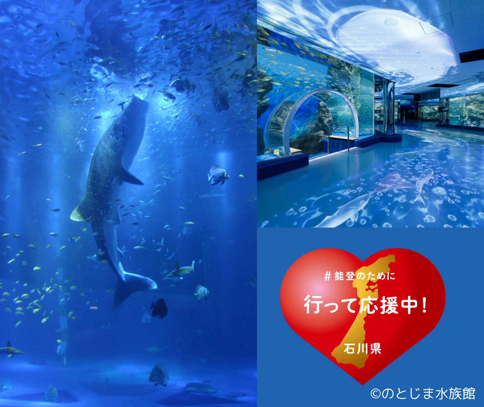 ©のとじま水族館-1