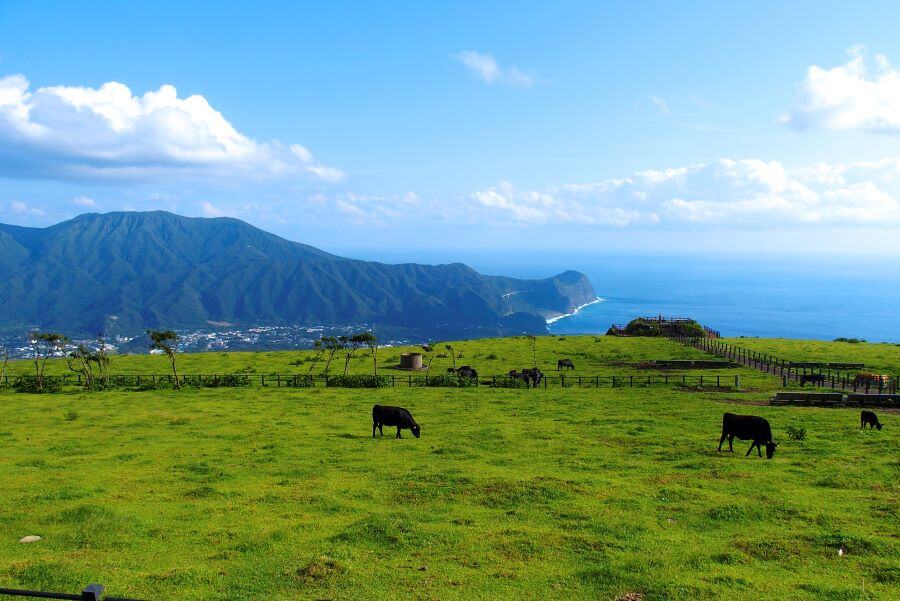 ふれあい牧場2_©一般社団法人 八丈島観光協会