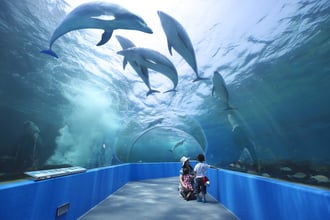 イルカたちの楽園2