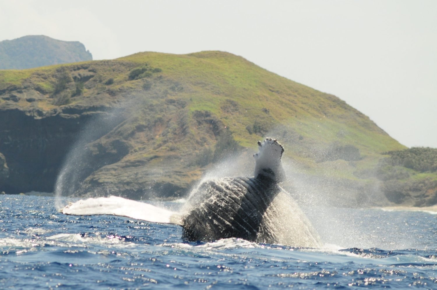 ホエールウォッチング1小笠原
