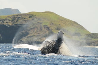 ホエールウォッチング1小笠原