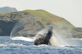 ホエールウォッチング1小笠原