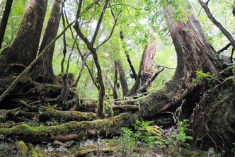 ヤクスギランド