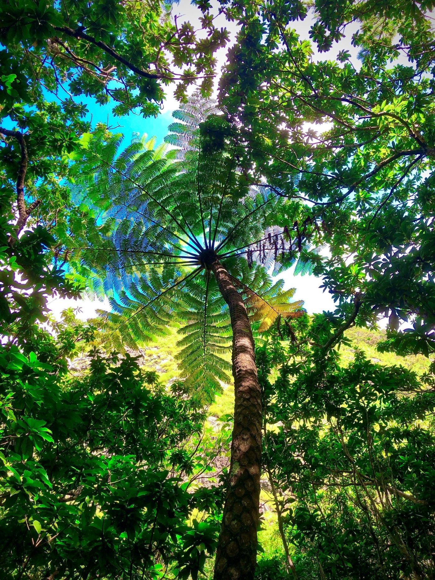 小笠原イメージ