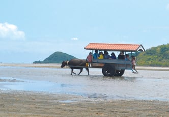 水牛車-1