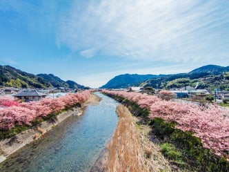 河津桜2©静岡県観光協会