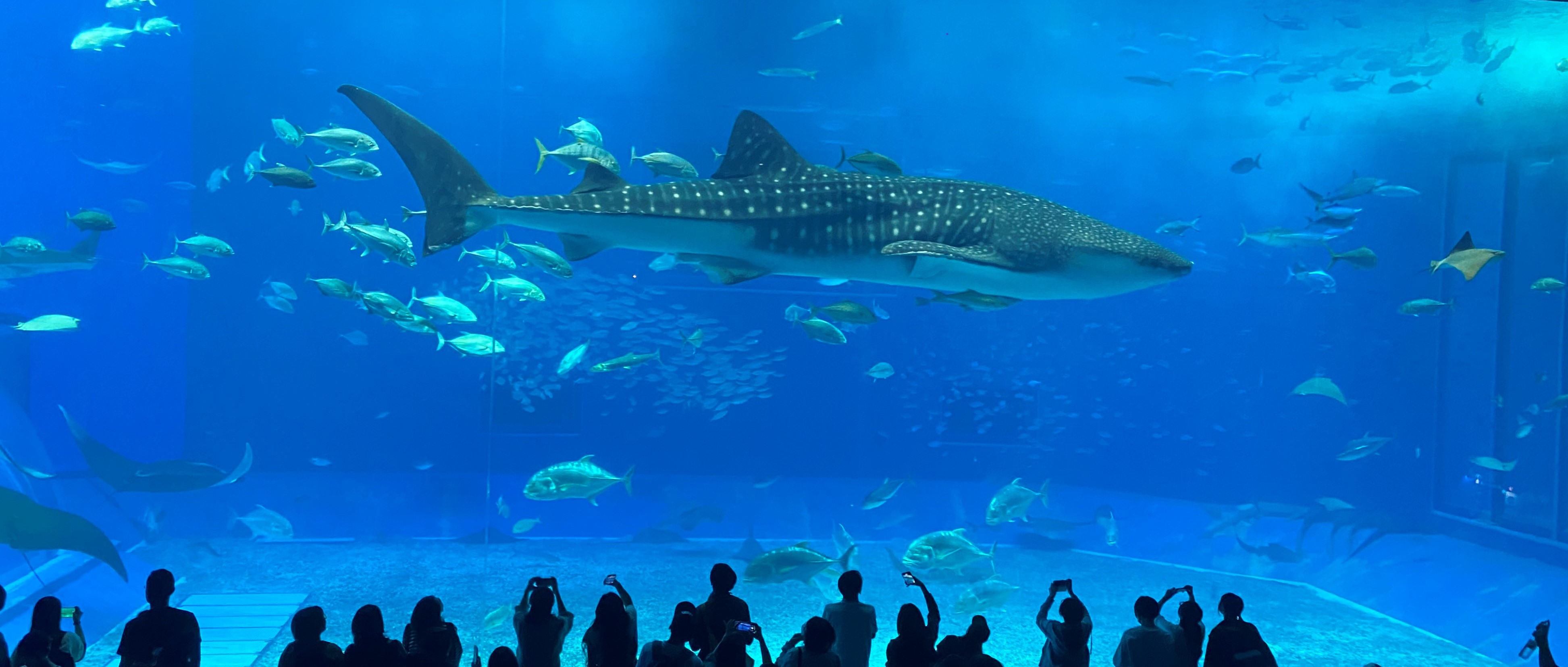 美ら海水族館ジンベエザメ