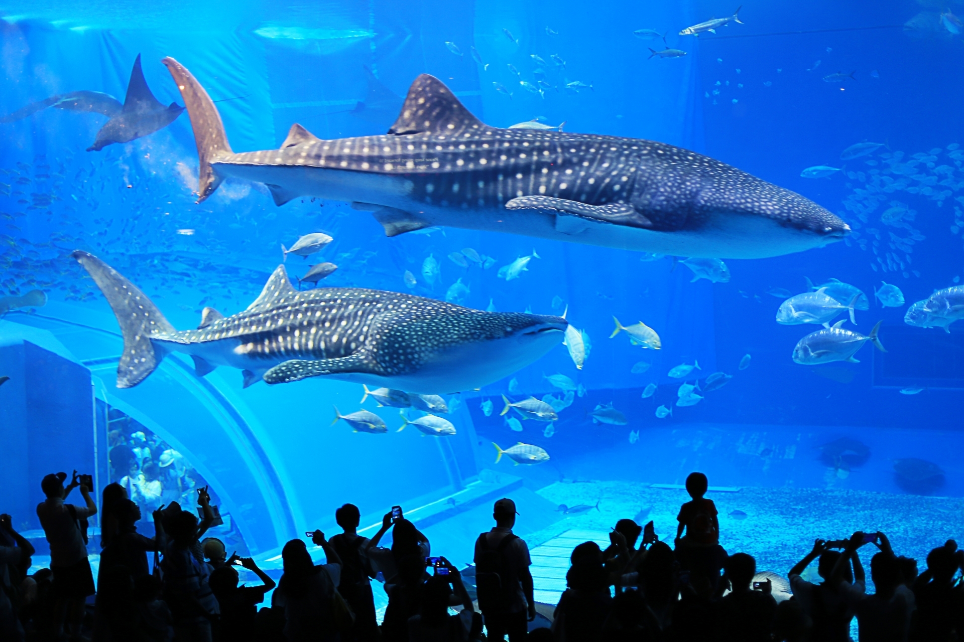 美ら海水族館AC