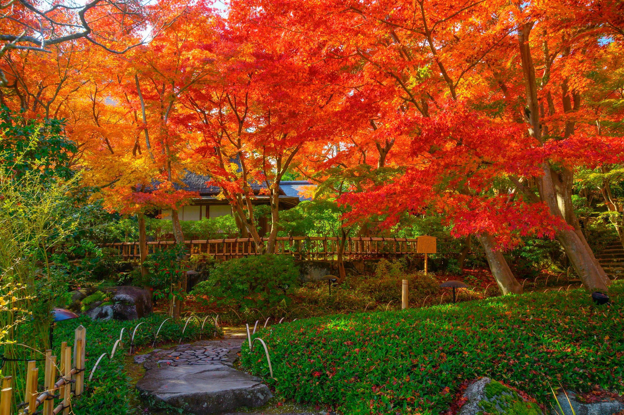 茶の庭 紅葉