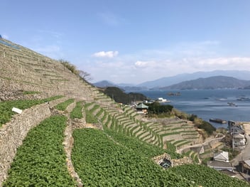 遊子水荷浦段畑2