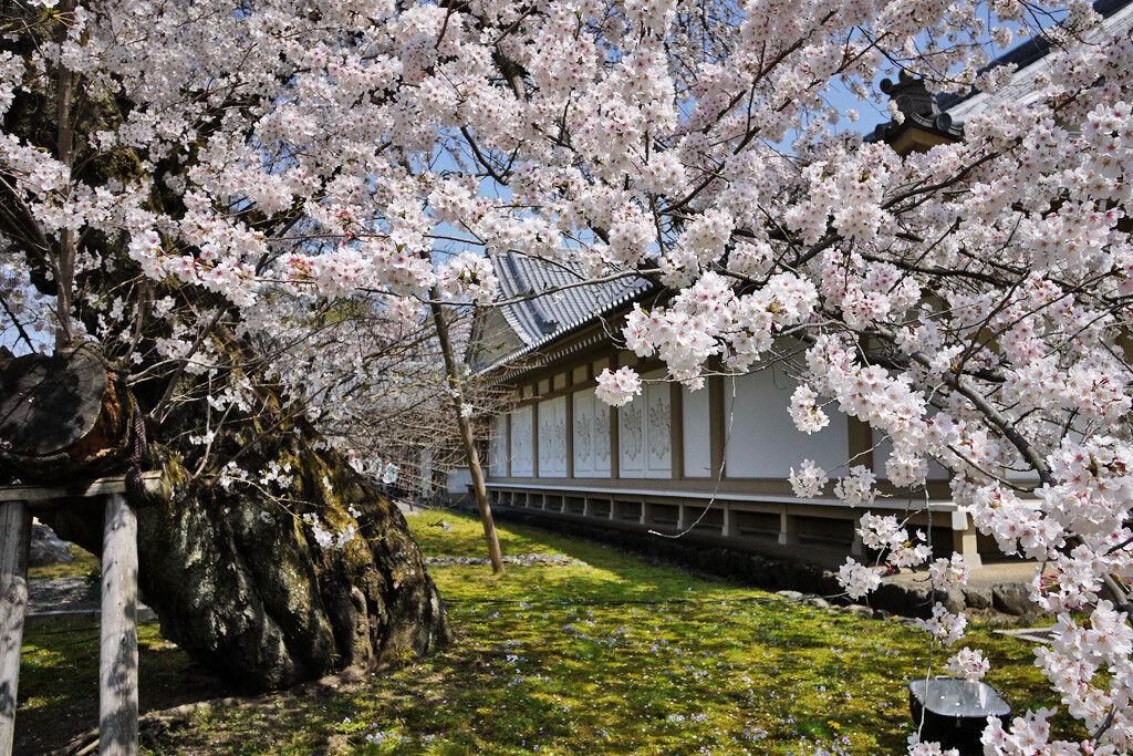 醍醐寺2京都フリー写真素材リンクはる (2)