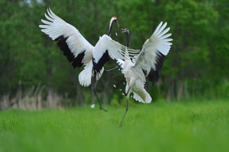 釧路湿原国立公園_タンチョウ