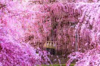 鈴鹿の森庭園-1
