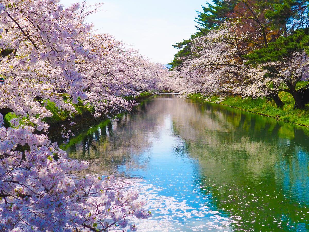 長野県内発】新幹線利用 桜の競艶！みちのく三大桜めぐり 3日間