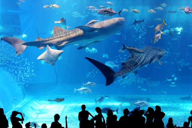 P12_JAL_美ら海水族館