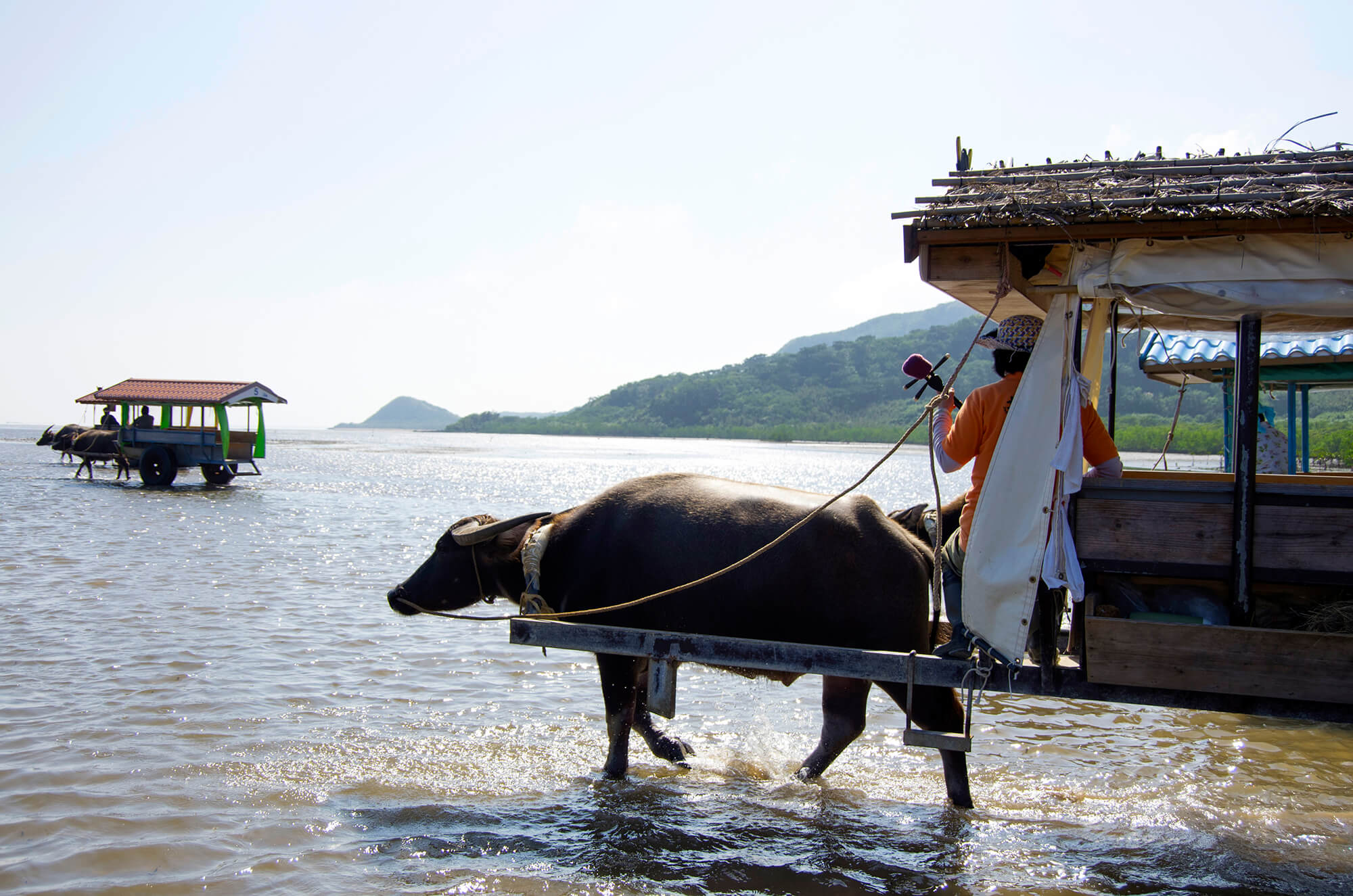 おきなわじかん」おじぃと水牛の関係性