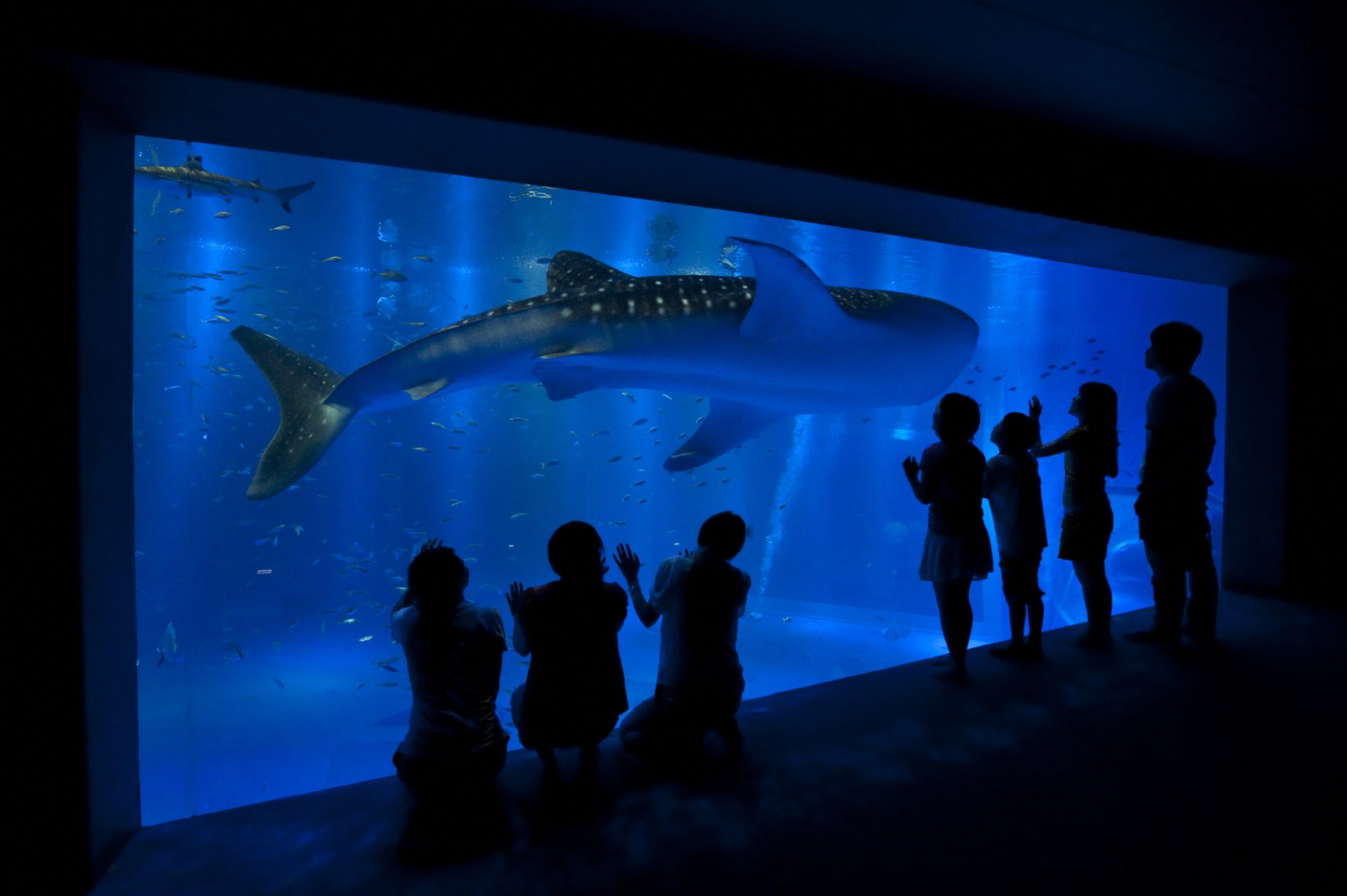 のとじま水族館6