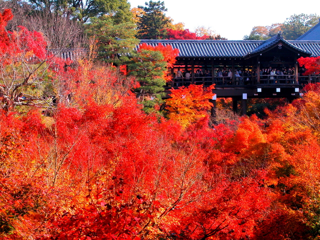 京都紅葉_東福寺_京都フリー写真素材-1