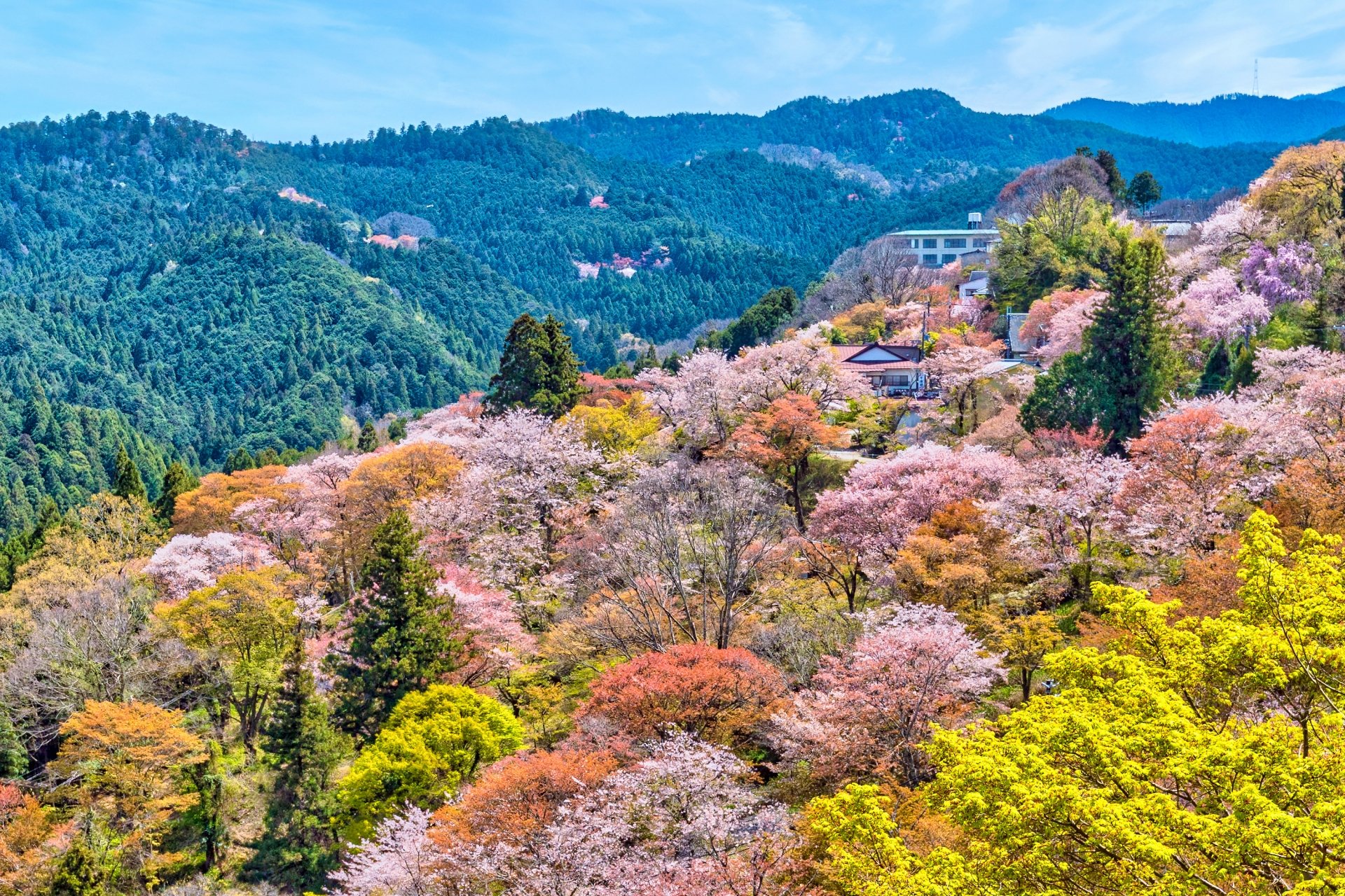 吉野の桜