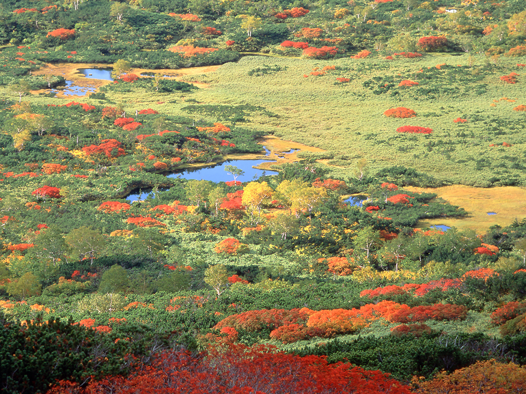 大雪山　紅葉