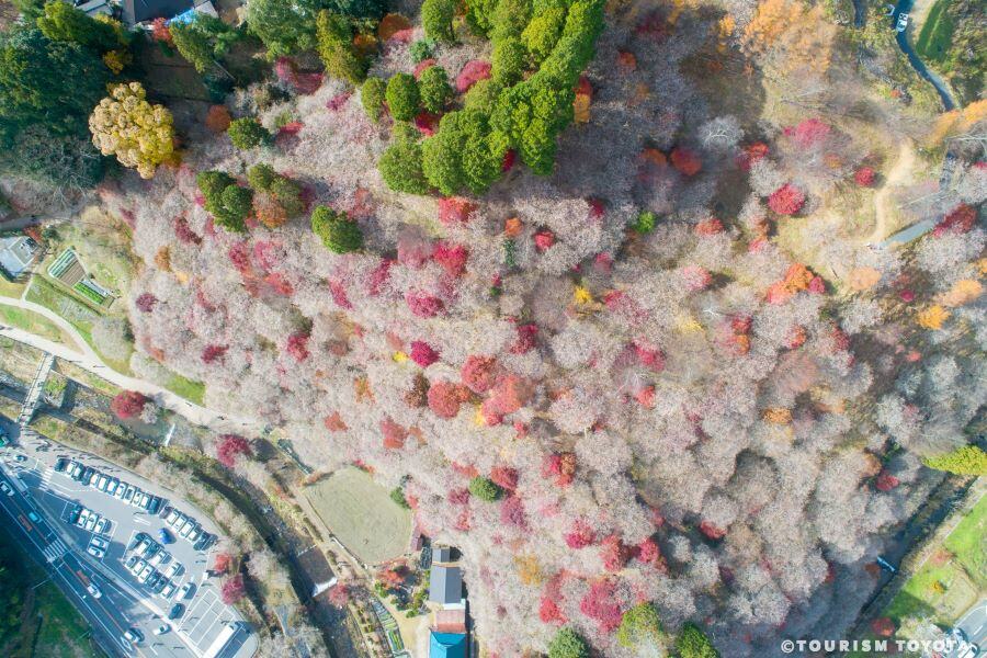 小原の四季桜