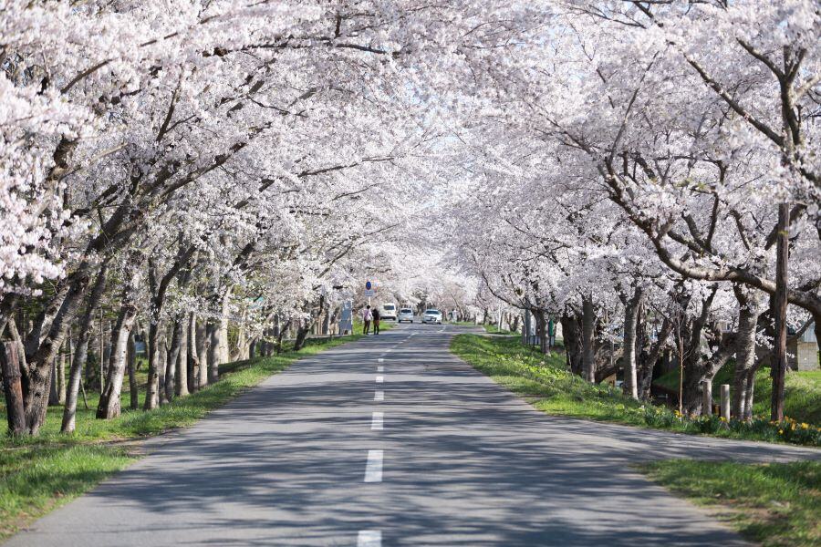 小川原千本桜_提供東北町