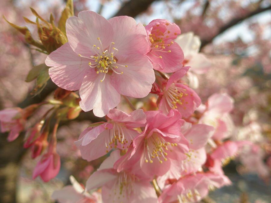 河津桜©静岡県観光協会