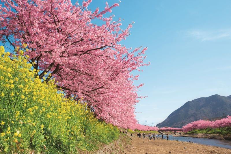 河津桜1©静岡県観光協会