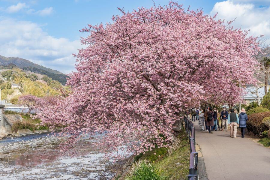 河津桜3©静岡県観光協会