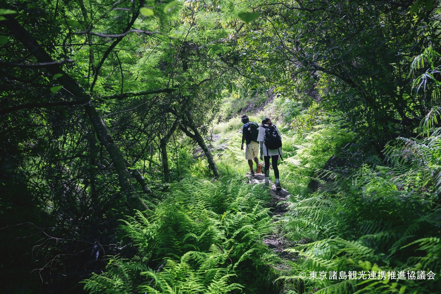 父島 森・山ガイドツアー
