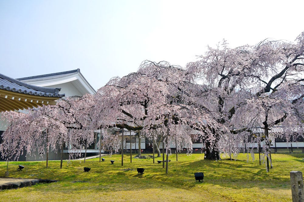 醍醐寺2京都フリー写真素材リンクはる (2)-1