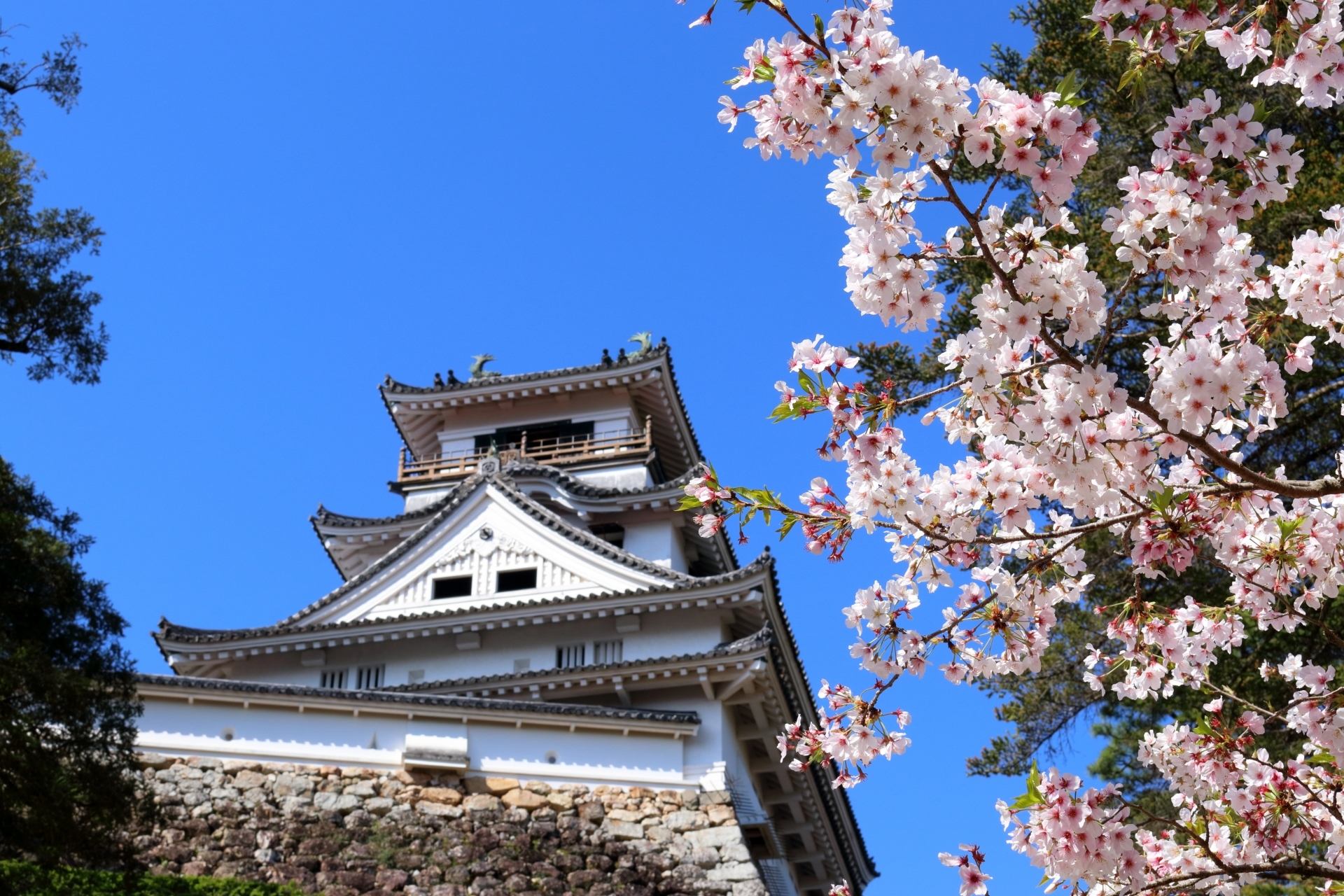 高知城桜