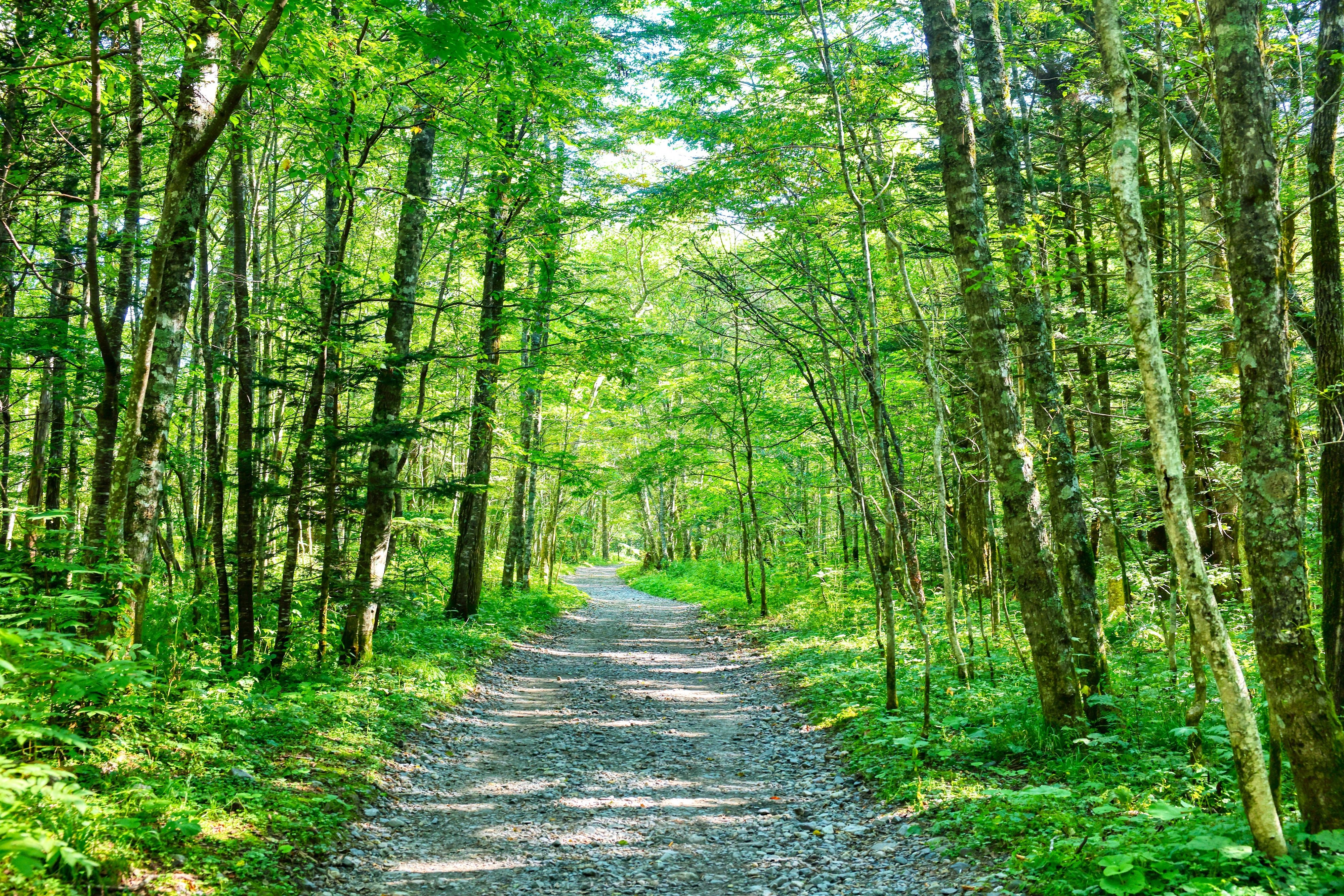 126_上高地 遊歩道