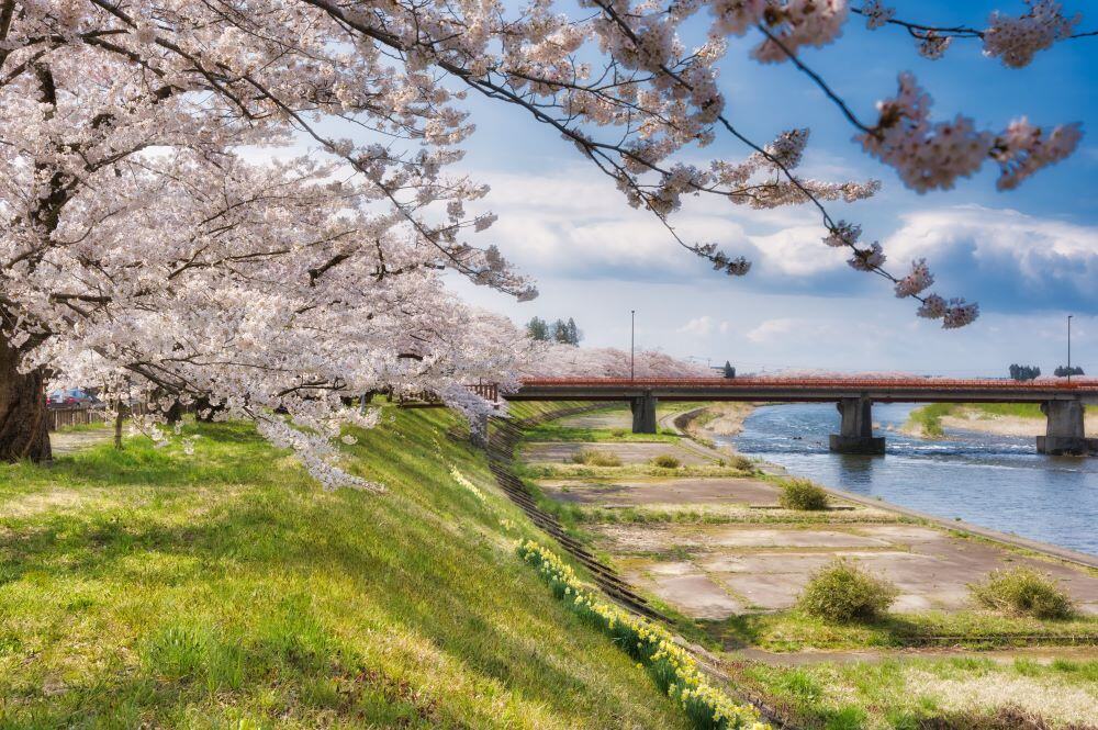 2005_桧木内川堤の桜1