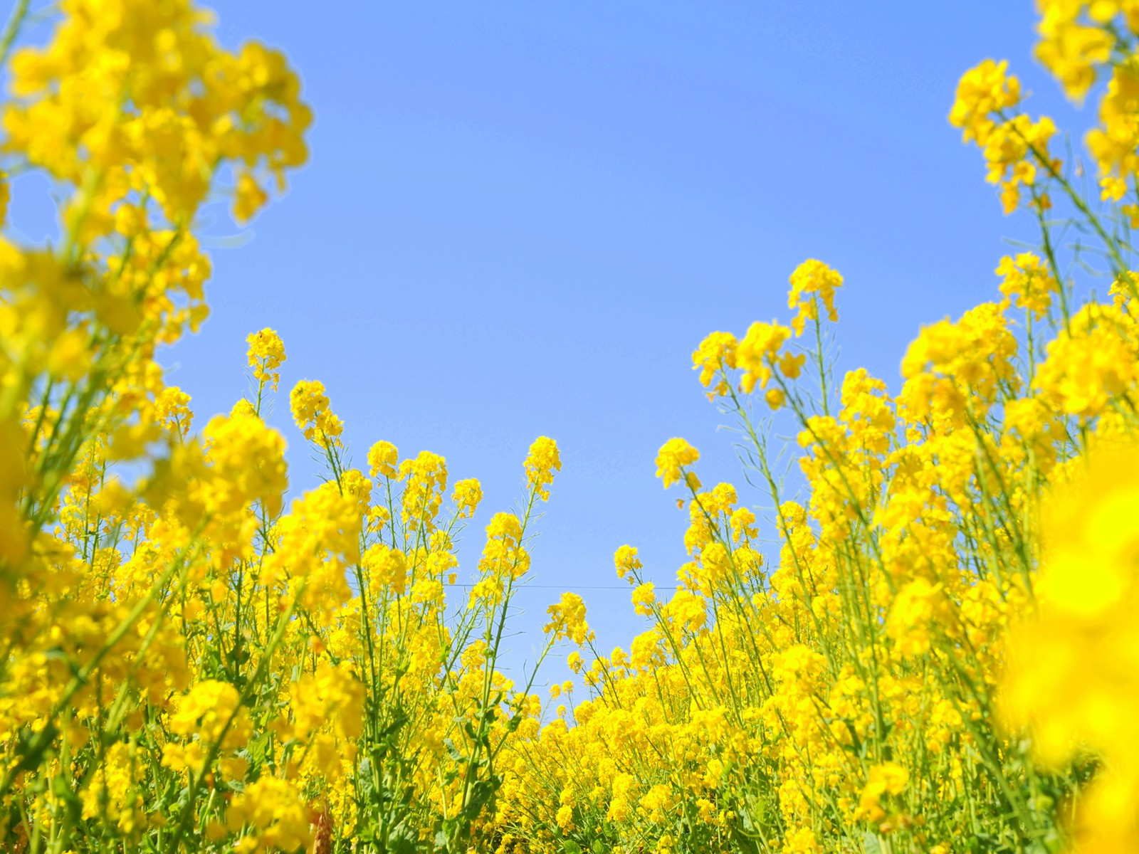 菜の花