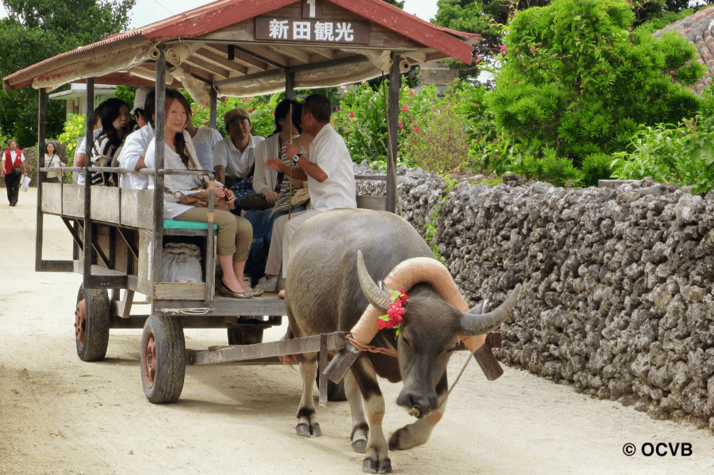 竹富水牛車OCVB-1